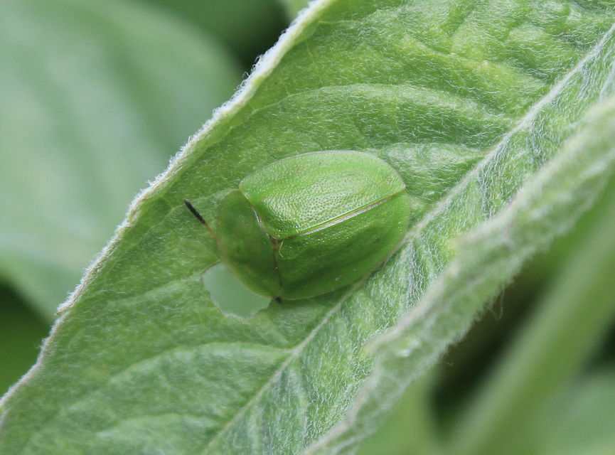 Cassida viridis - zöld pajzsbogár Cassida viridis - zöld pajzsbogár