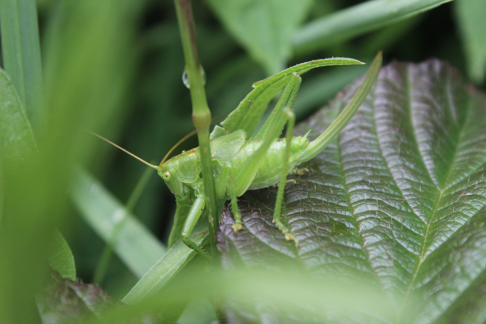 Tettigonia cantans - éneklő lombszöcske