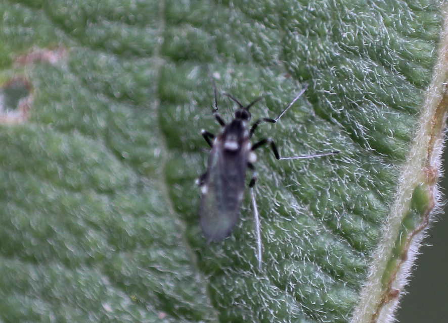 Cecidomyiidae - gubacsszúnyogok