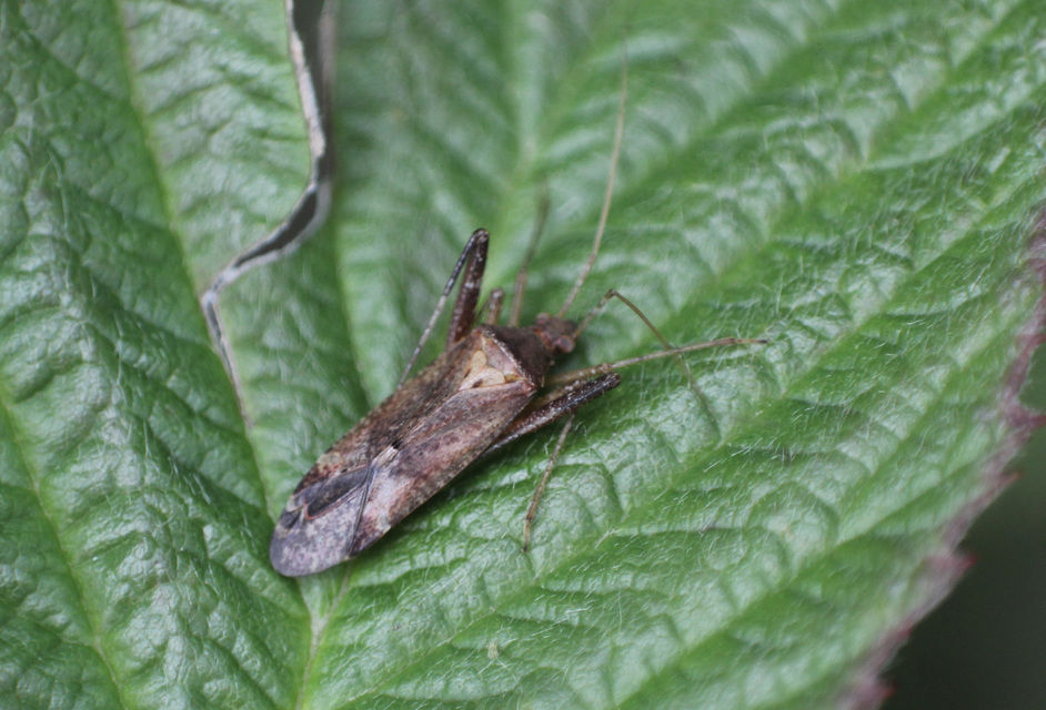 Phytocoris