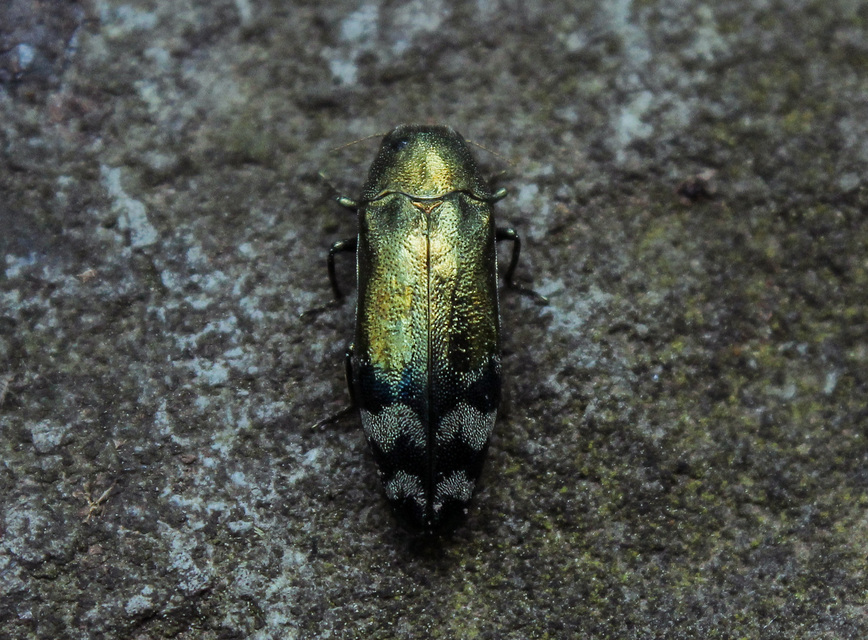 Coraebus fasciatus - szalagos díszbogár Coraebus fasciatus - szalagos díszbogár