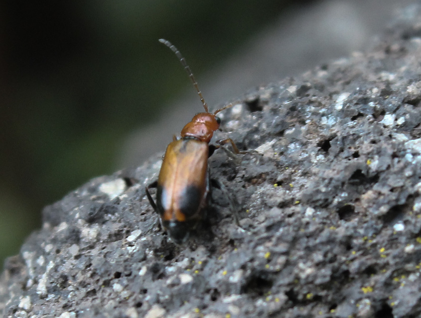 Phyllobrotica adusta - pusztai karcsú-olajosbogár