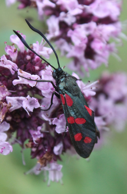 Zygaena filipendulae - acélszínű csüngőlepke