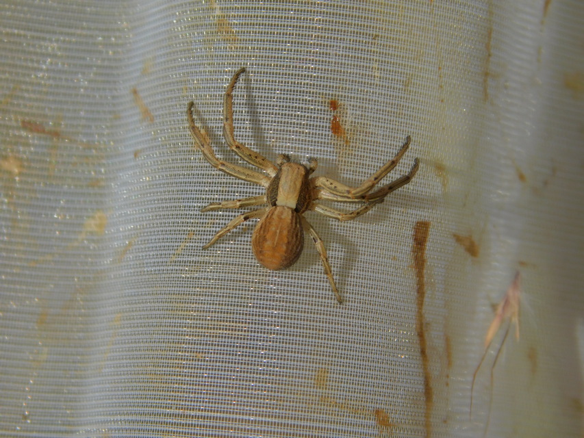 Spiracme striatipes - csíkoslábú karolópók