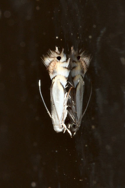 Phyllocnistis
