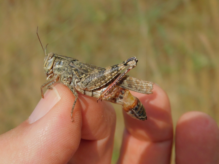 Calliptamus italicus - olaszsáska