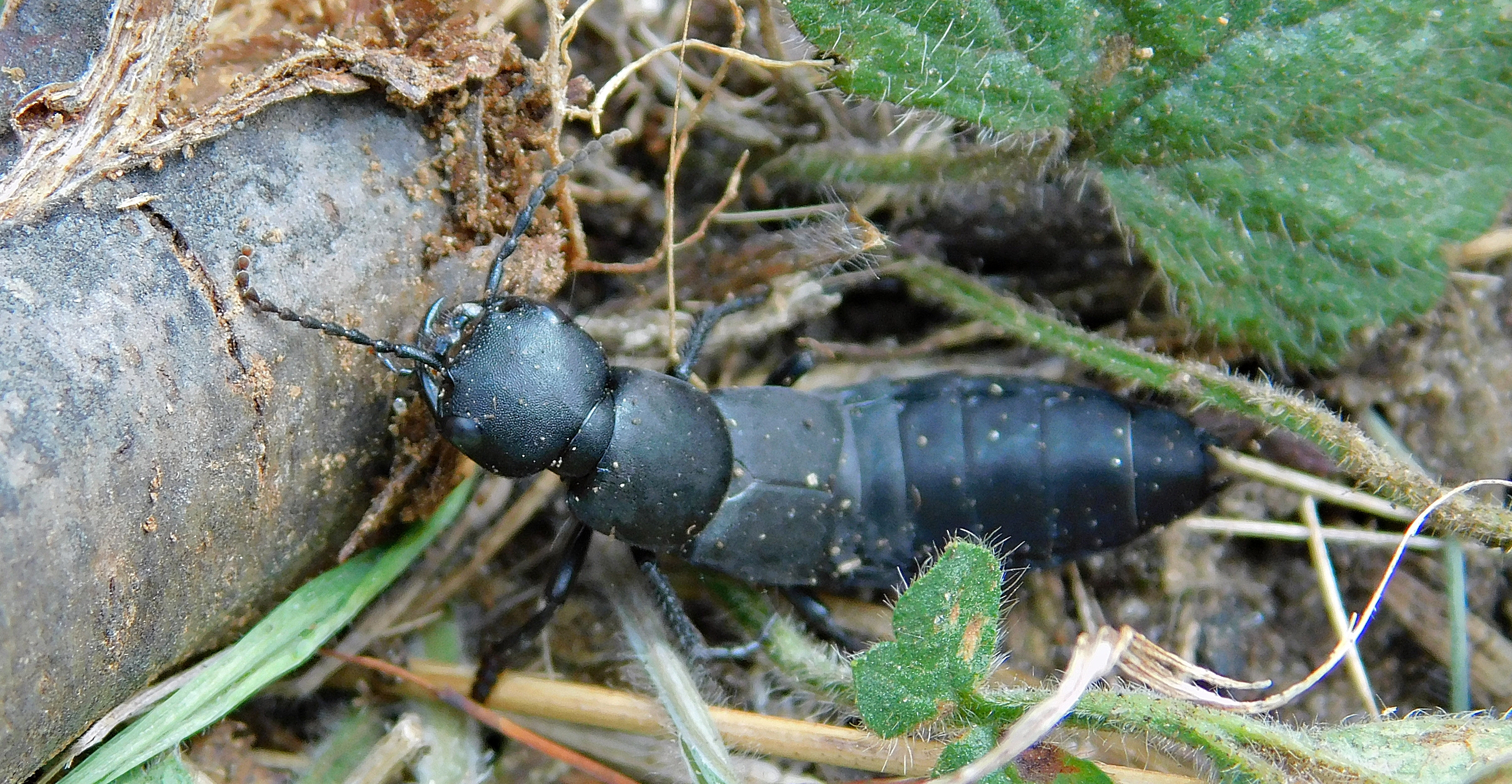 Ocypus ophthalmicus - kék holyva