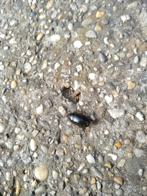 Hydrochara caraboides - kis csibor