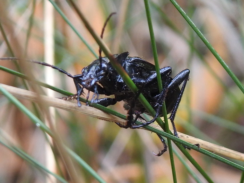 Carabus granulatus - mezei futrinka