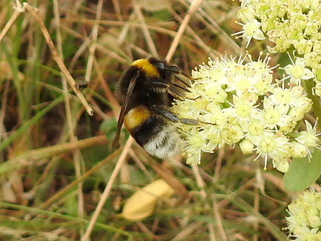 Bombus lucorum