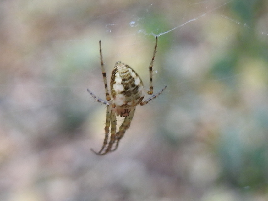 Metellina segmentata/mengei