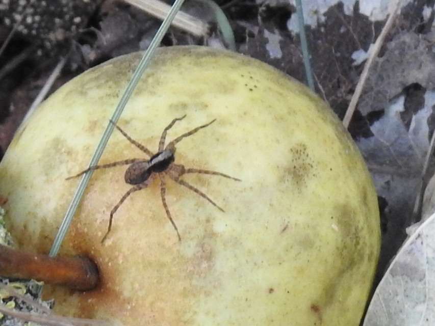 Pardosa alacris/lugubris