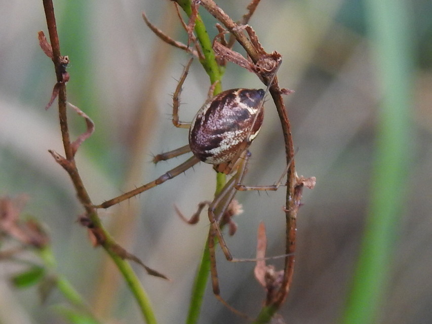 Linyphia triangularis - háromszöges vitorláspók