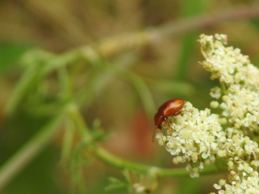 Neocrepidodera