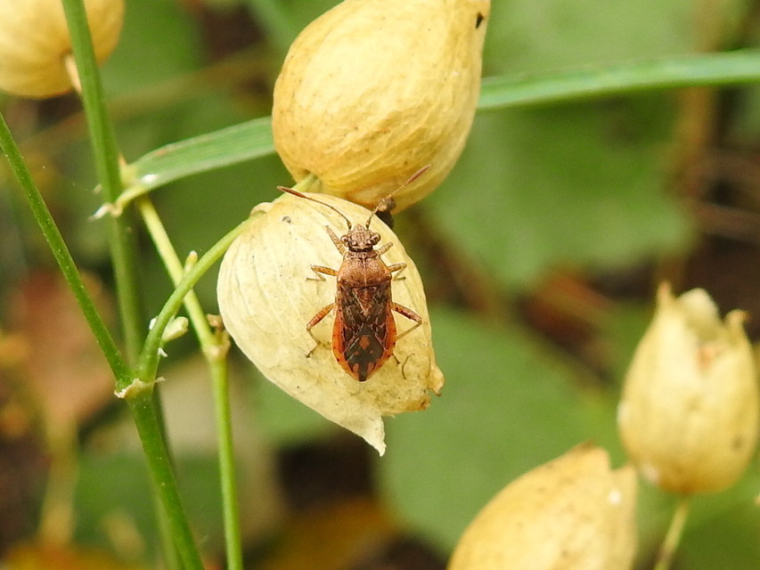 Rhopalus parumpunctatus - közönséges üvegszárnyú-poloska