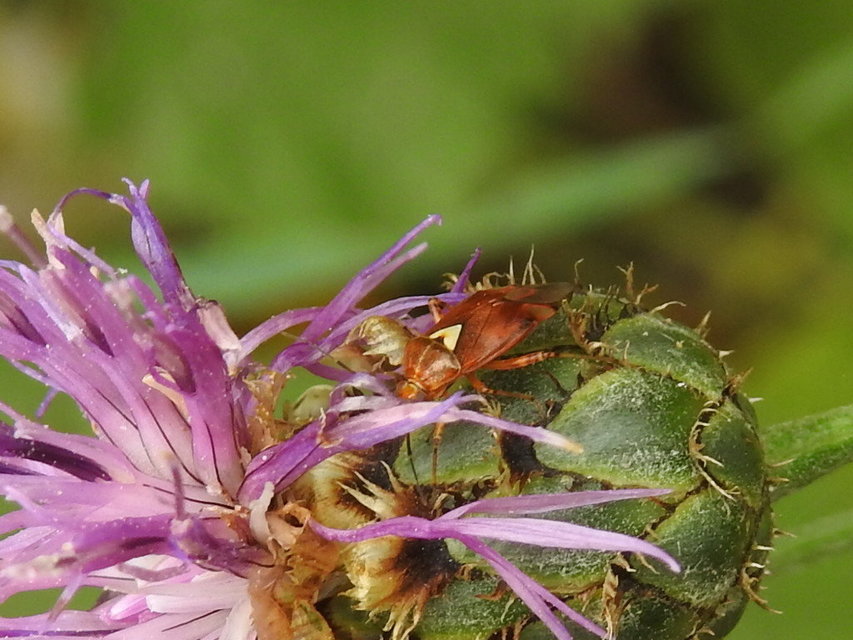 Lygus rugulipennis - molyhos mezeipoloska