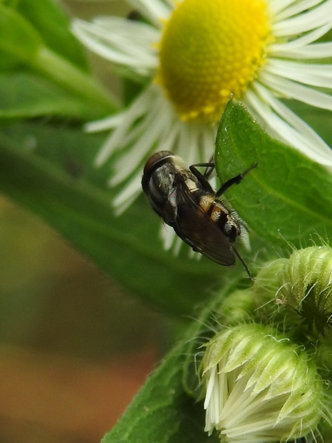 Stomorhina lunata - sáskaparazita légy