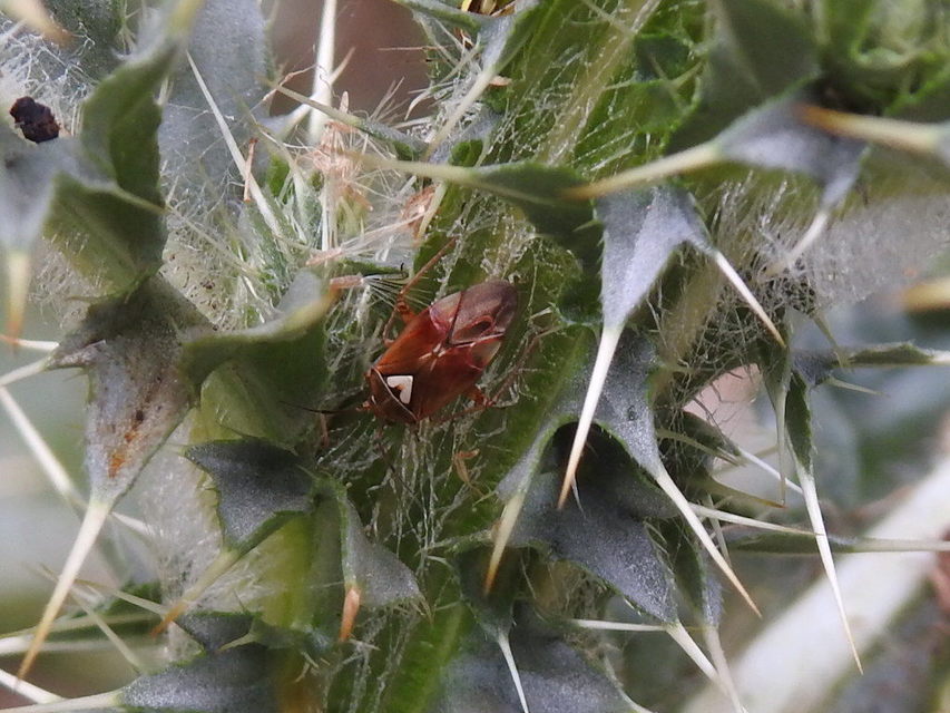 Lygus pratensis - változó mezeipoloska