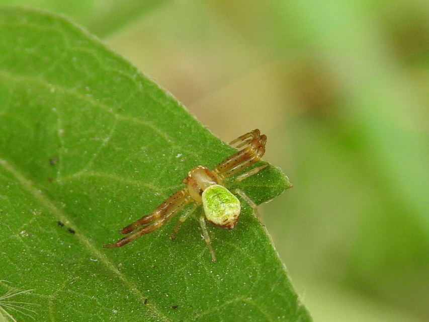 Ebrechtella tricuspidata - alakoskodó karolópók
