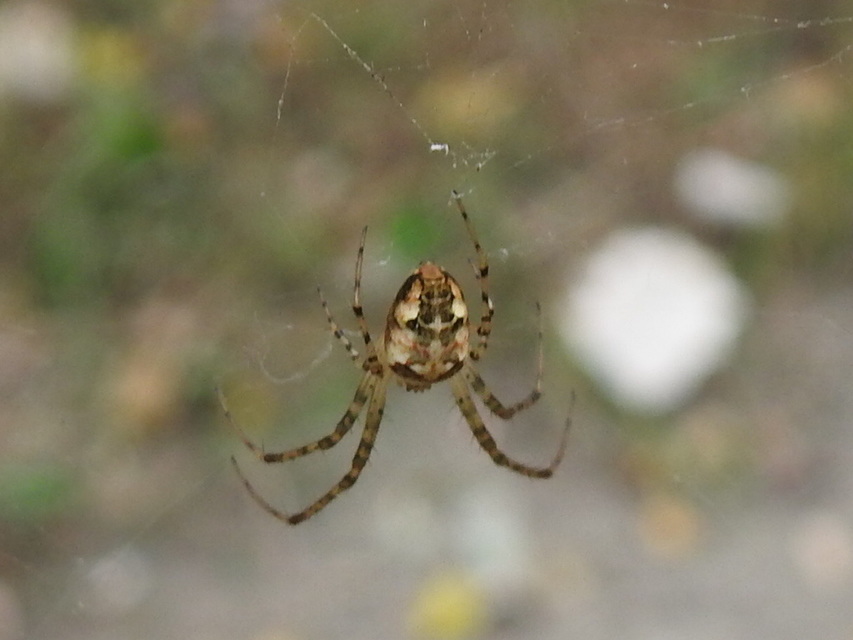 Metellina segmentata/mengei