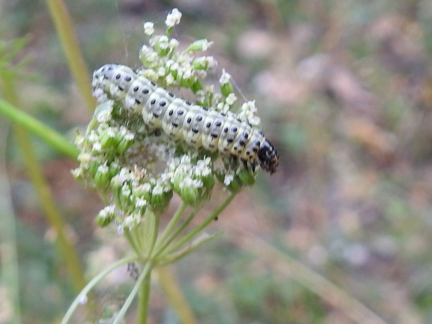 Sitochroa palealis - kénszárnyú dudvamoly