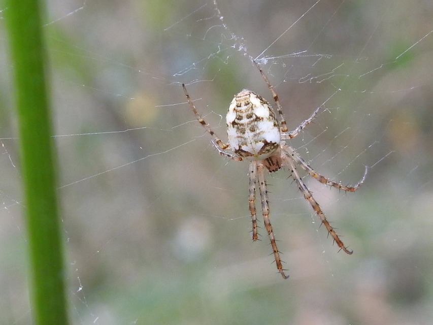 Metellina segmentata/mengei