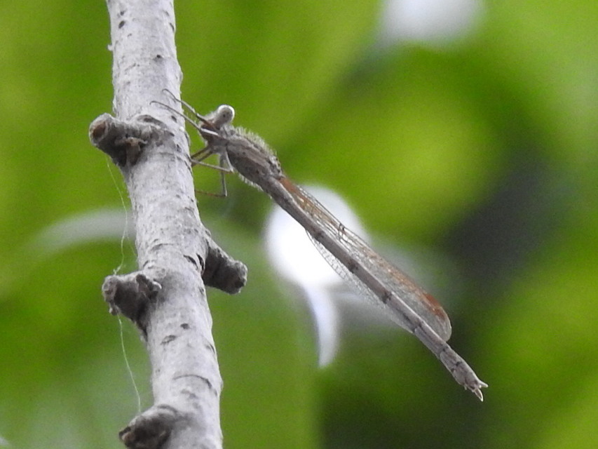 Sympecma fusca - téli rablószitakötő