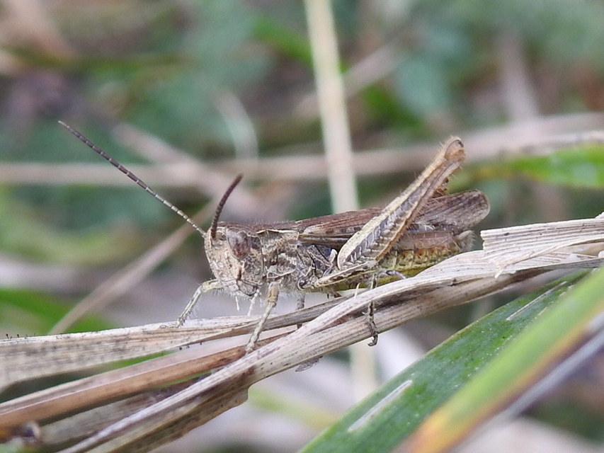 Chorthippus biguttulus - zengő tarlósáska