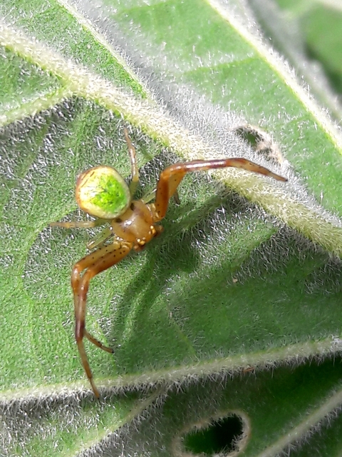 Ebrechtella tricuspidata - alakoskodó karolópók