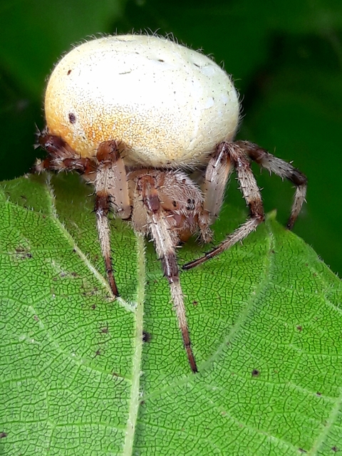 Araneus quadratus - négyes keresztespók