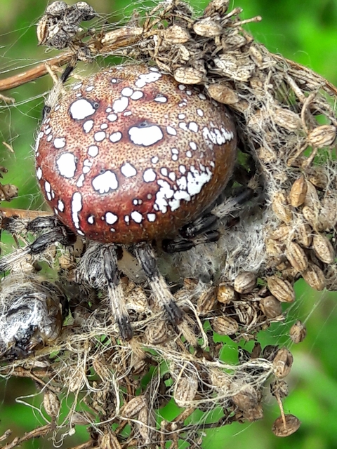 Araneus quadratus - négyes keresztespók