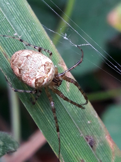 Metellina segmentata/mengei
