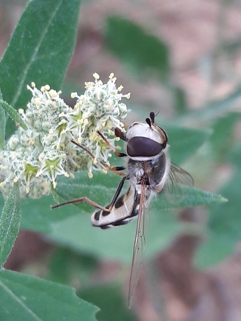 Scaeva