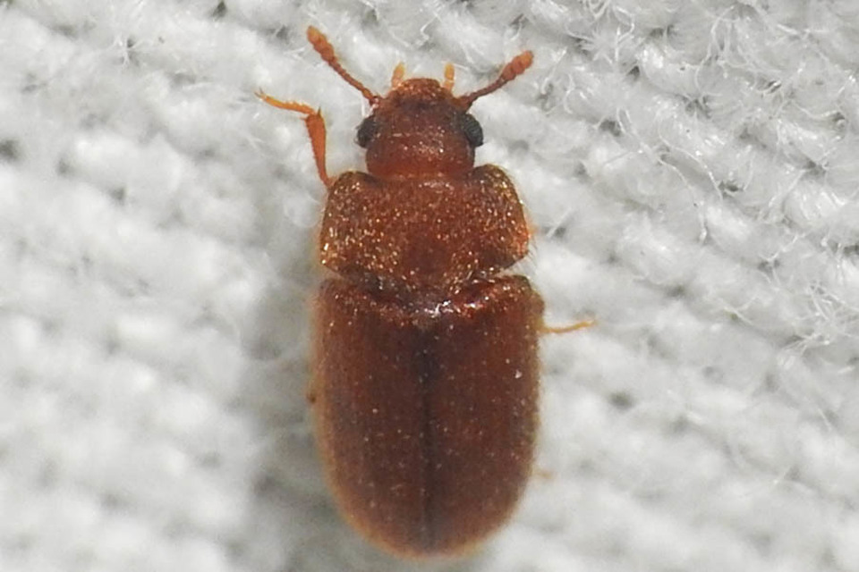 Typhaea stercorea - egyszínű gombabogár