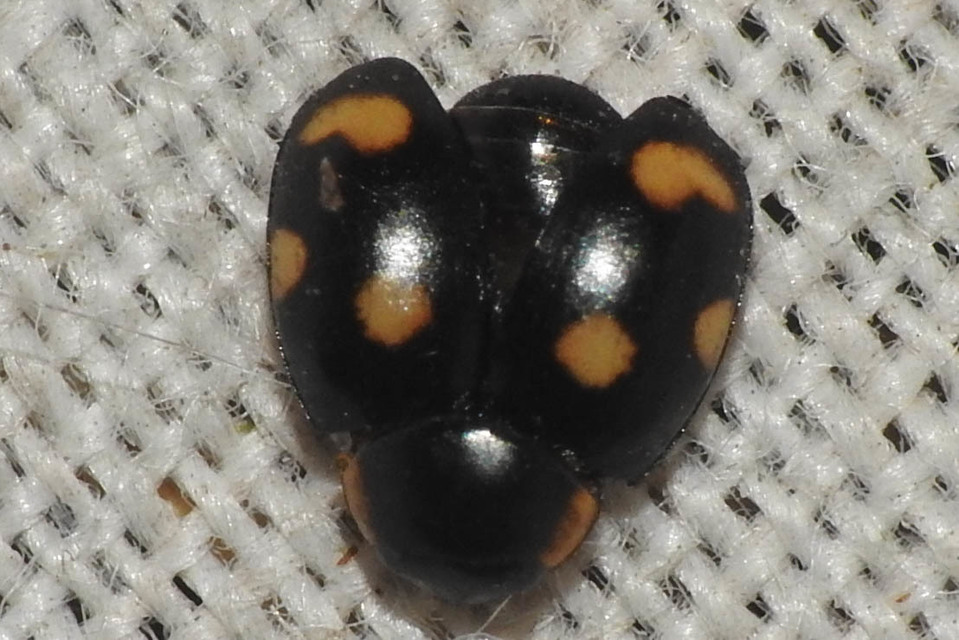Hyperaspis erythrocephala - homoki szerecsenböde