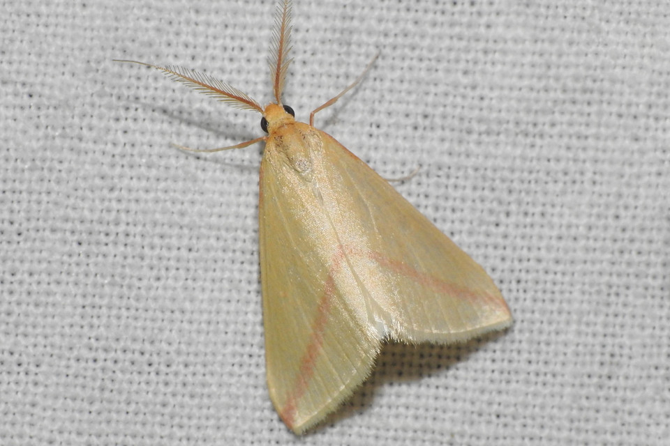 Rhodometra sacraria - rózsacsíkos araszoló