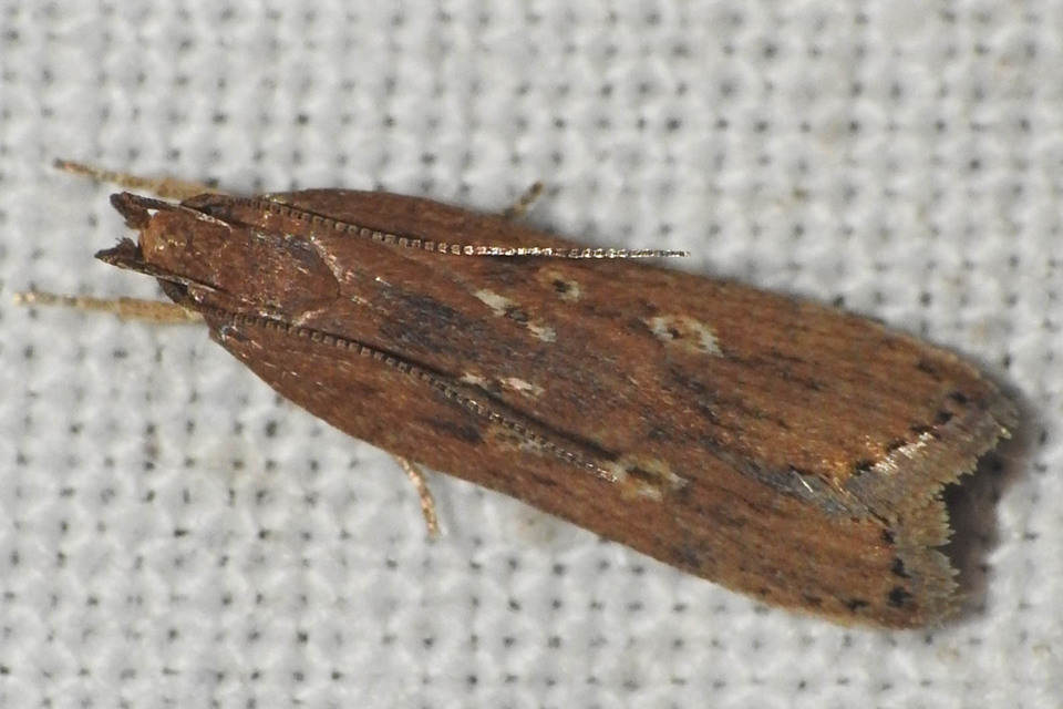 Helcystogramma triannulella - szuláksodró lápimoly