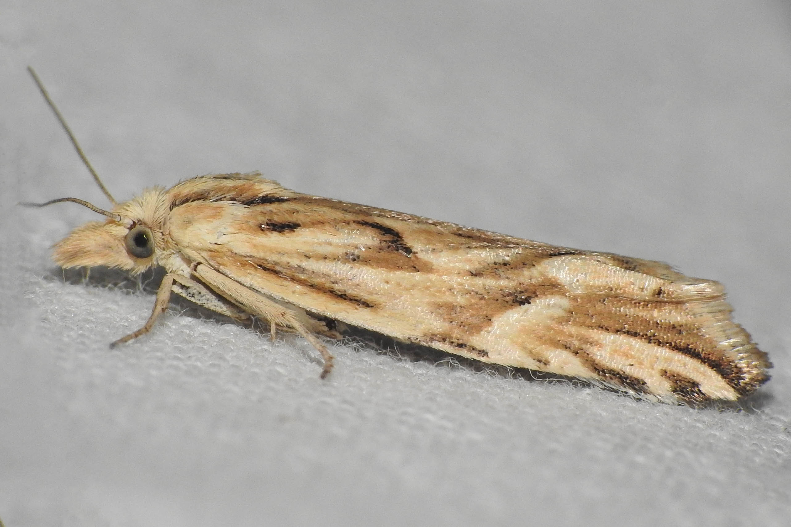 Eucosma messingiana - parlagi tükrösmoly