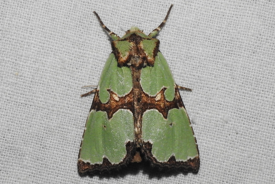 Staurophora celsia - buckabagoly