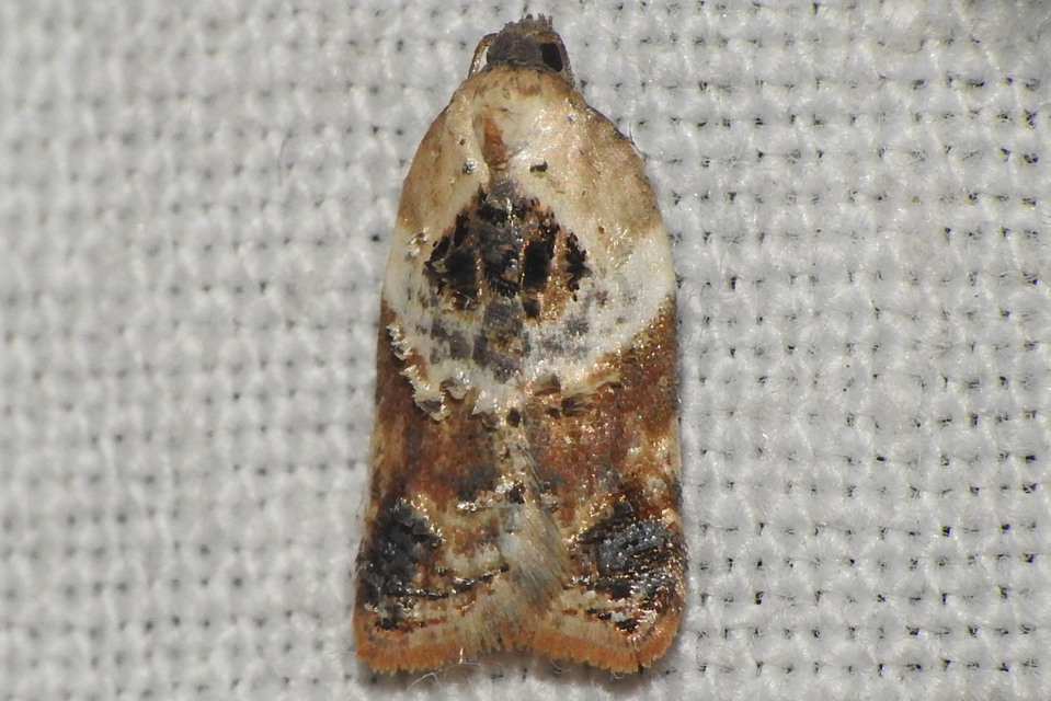 Acleris variegana - tarka levélmoly