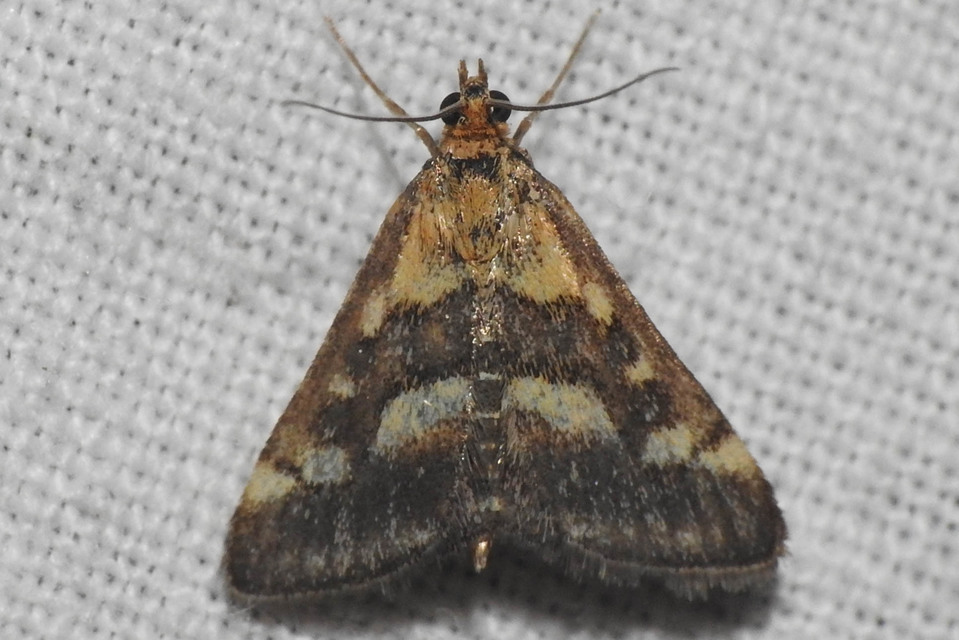 Pyrausta ostrinalis - ritka bíbormoly