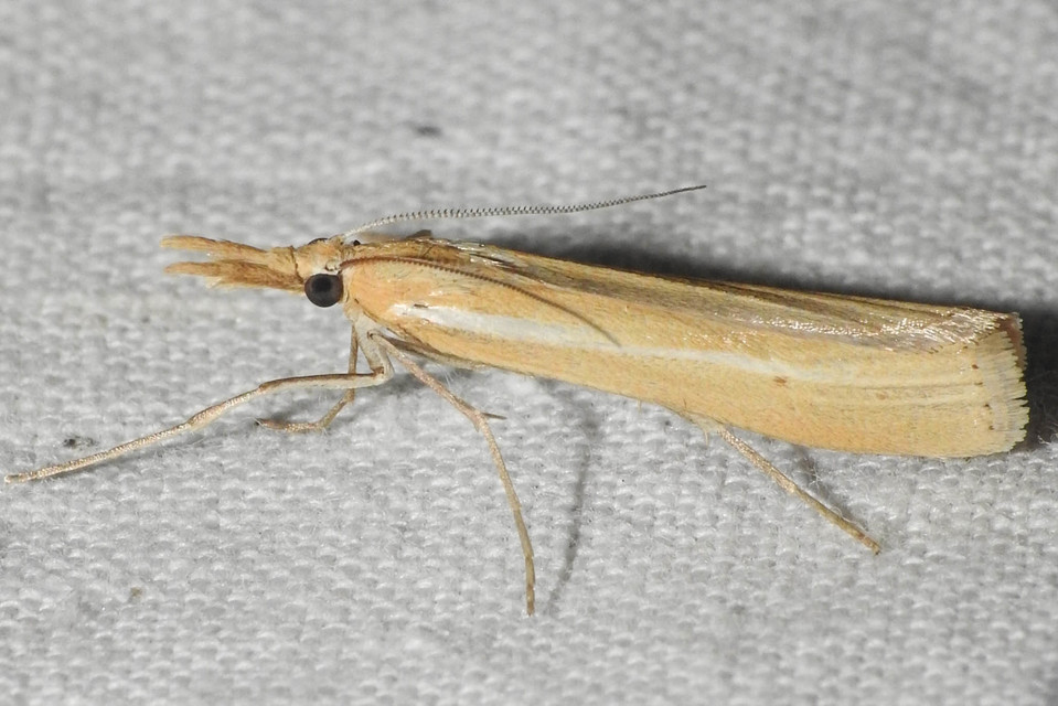 Agriphila