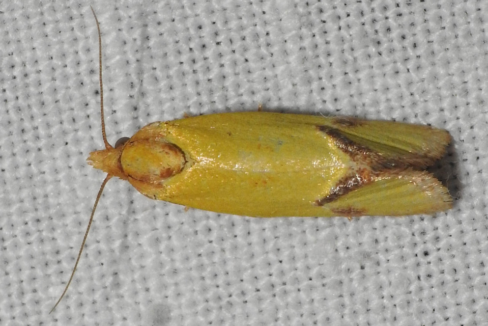 Agapeta zoegana - barnacsíkos sárgamoly