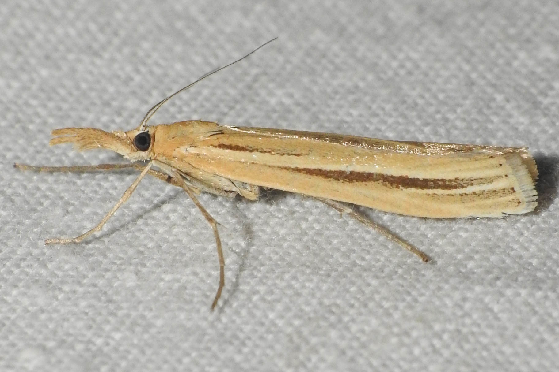 Agriphila deliella - őszi fűgyökérmoly