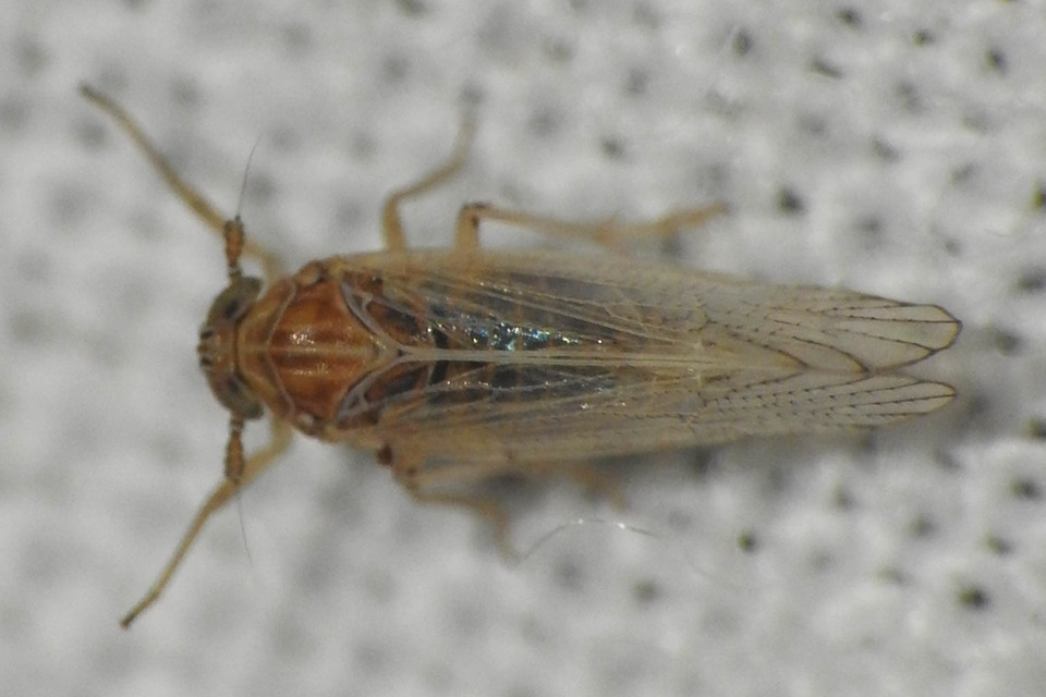 Delphacidae - sarkantyús kabócák