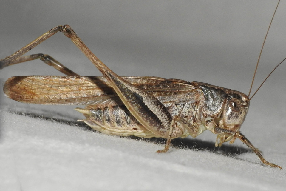 Platycleis grisea - szürke rétiszöcske