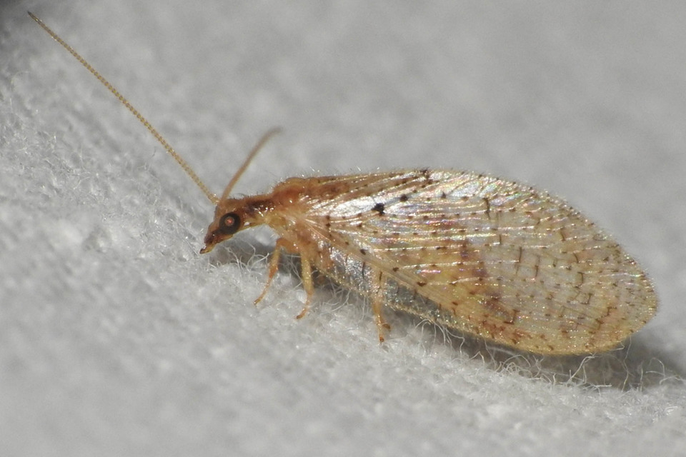 Hemerobiidae - barnafátyolkák