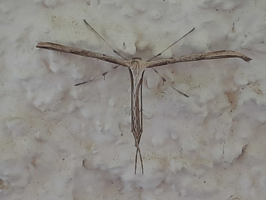 Emmelina monodactyla/argoteles