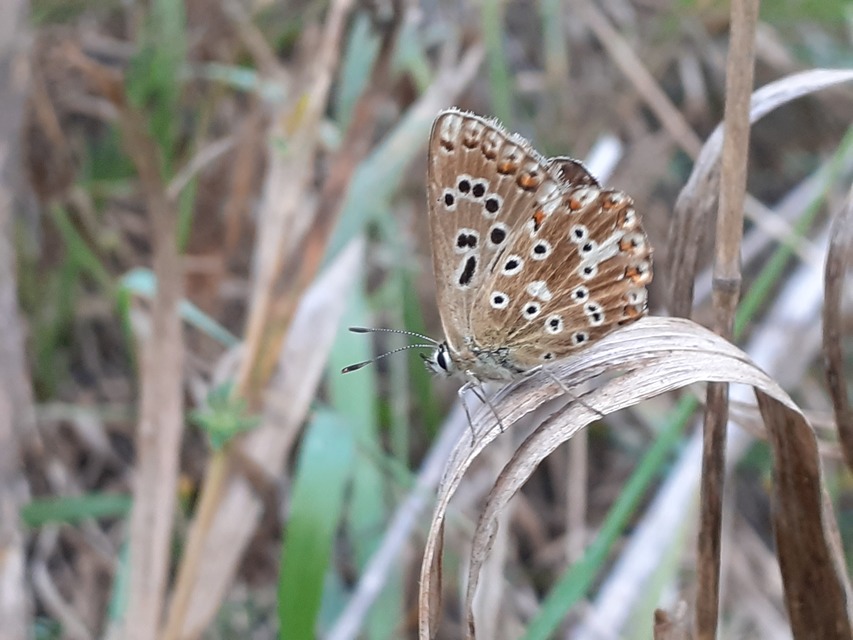 Polyommatus coridon - ezüstkék boglárka