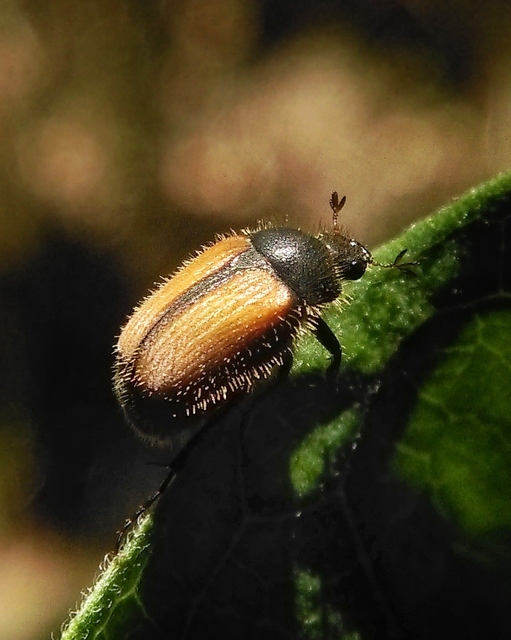Omaloplia nigromarginata - szegélyes kiscserebogár